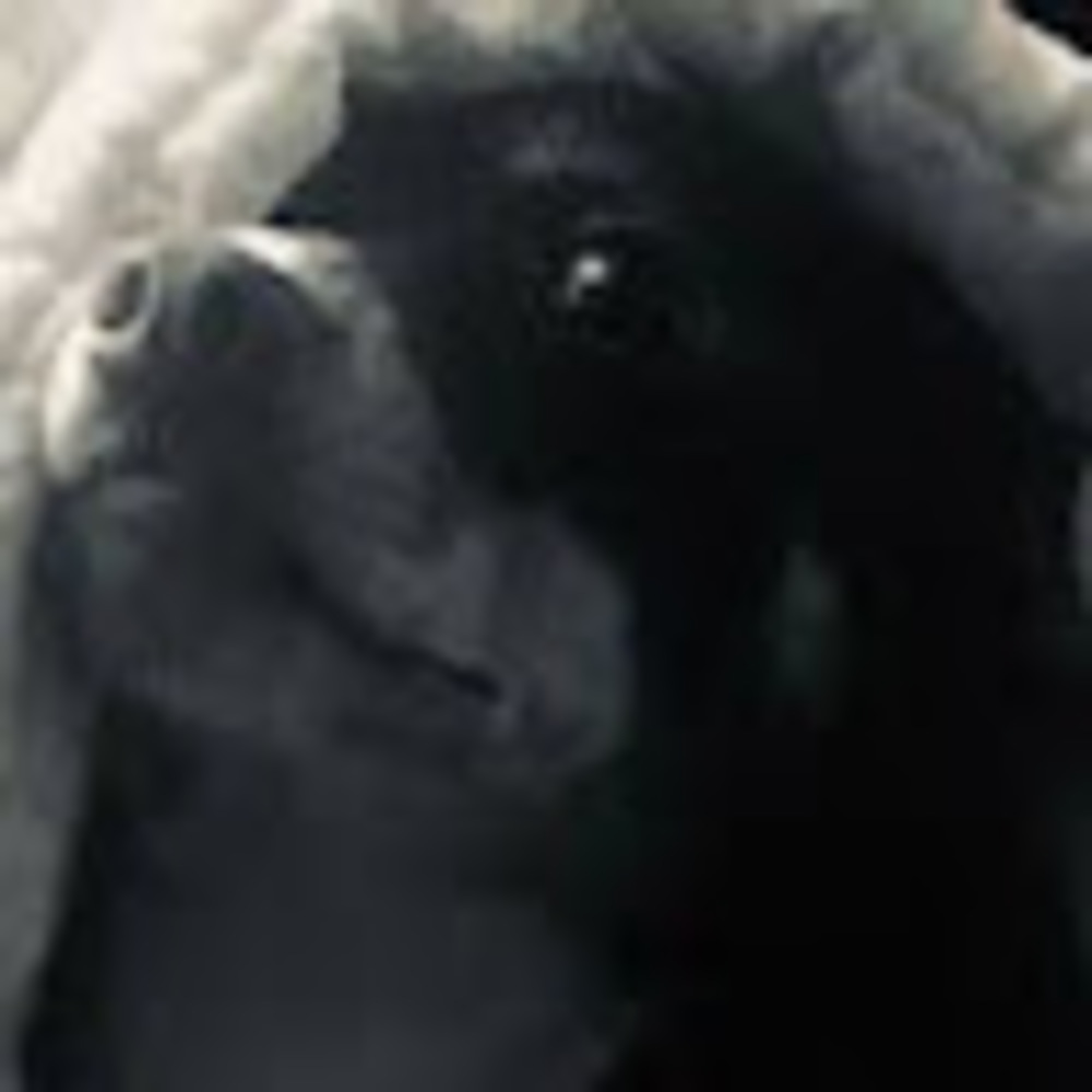 Meet your Posher, Dc